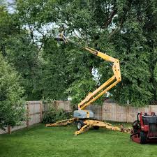 How Our Tree Care Process Works  in Honesdale, PA